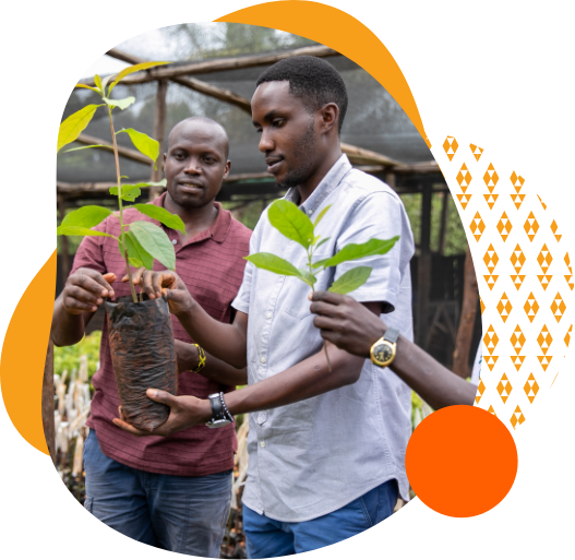 Two men holding a plant together